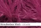 Preview: Straussen-Boa 5fach male